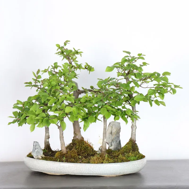 image supplémentaire - CHARME FORÊT "Carpinus" 1-15