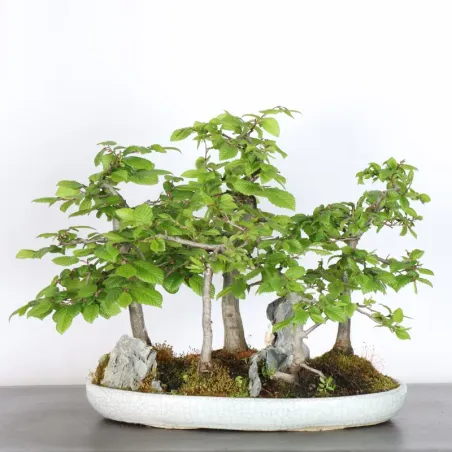 HORNBEAM FOREST "CARPINUS" 1-19