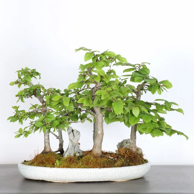 image supplémentaire - CHARME FORÊT "Carpinus" 1-19