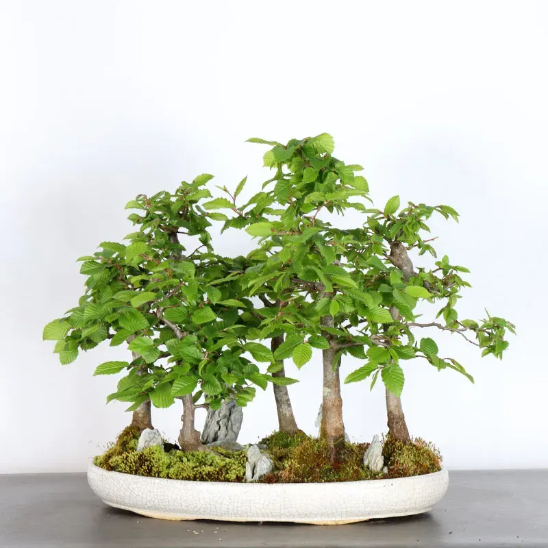 image supplémentaire - CHARME FORÊT "Carpinus" 1-16