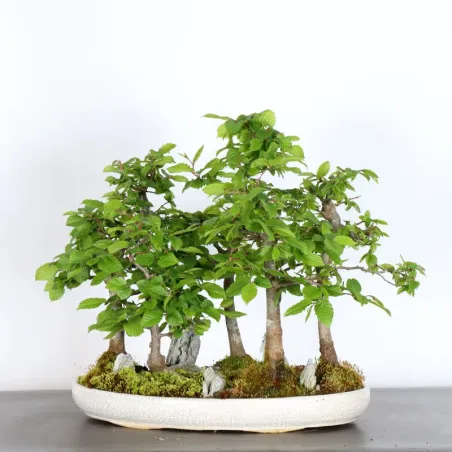 image supplémentaire - CHARME FORÊT "Carpinus" 1-16