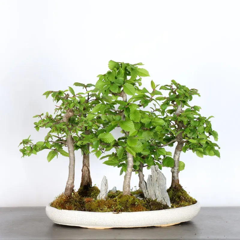 CHARME FORÊT "Carpinus" 1-16