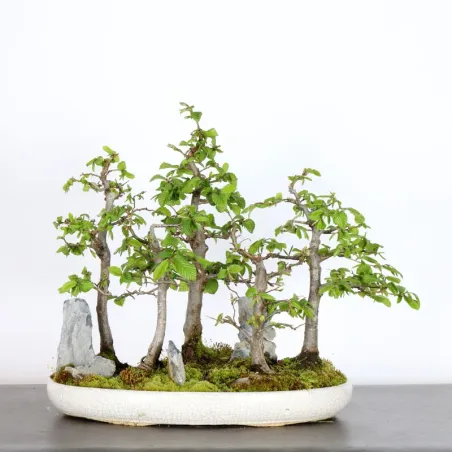 CHARME FORÊT "Carpinus" 1-14