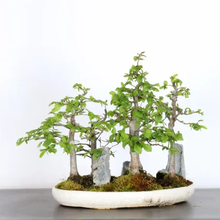 image supplémentaire - CHARME FORÊT "Carpinus" 1-14