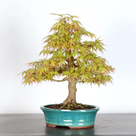 image supplémentaire - ERABLE DU JAPON "ACER...