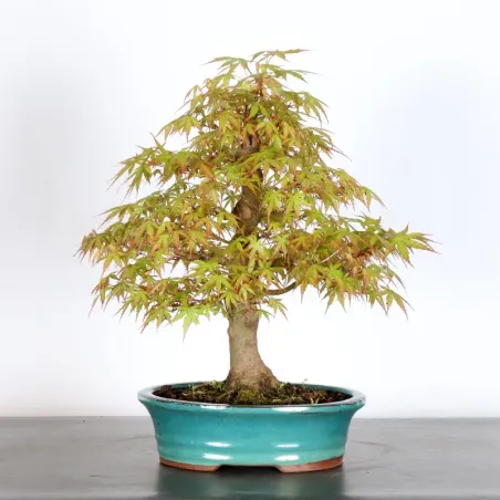 Erable Bonsai Acer Palmatum AP-1-3