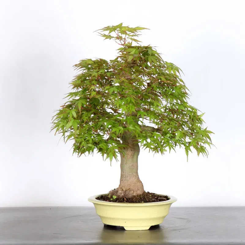 image supplémentaire - ERABLE DU JAPON "ACER...