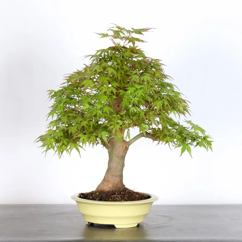 ERABLE DU JAPON "ACER PALMATUM" 1-20