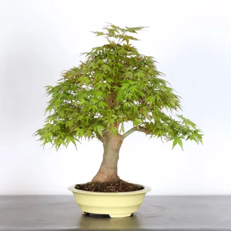 JAPANESE MAPLE "ACER PALMATUM" 1-20