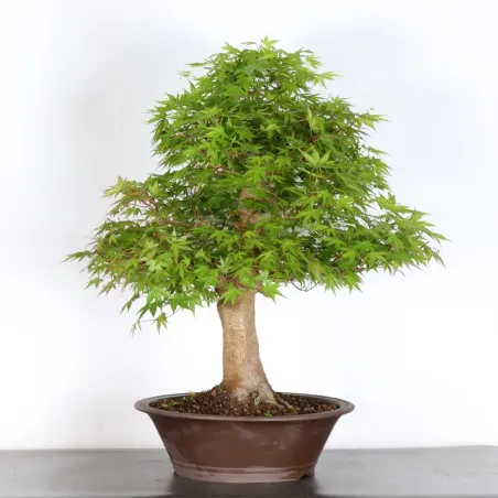 Japanese maple "acer palmatum" 3-23 (chipped pot)