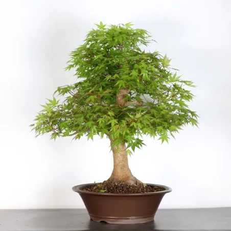 image supplémentaire - ERABLE DU JAPON "ACER...