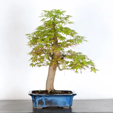 JAPANESE MAPLE "ACER PALMATUM" 5-15