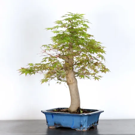 image supplémentaire - ERABLE DU JAPON "ACER...