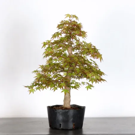 ERABLE DU JAPON "ACER PALMATUM" 3-22