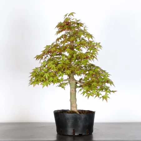 image supplémentaire - ERABLE DU JAPON "ACER...