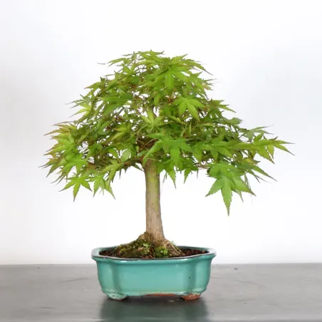 Japanese maple "acer palmatum" 2-8