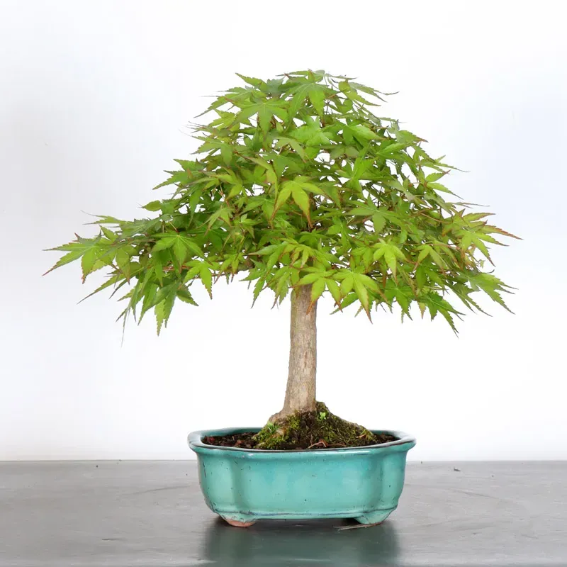 image supplémentaire - ERABLE DU JAPON "ACER...