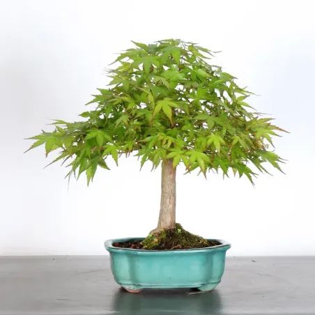 image supplémentaire - ERABLE DU JAPON "ACER...