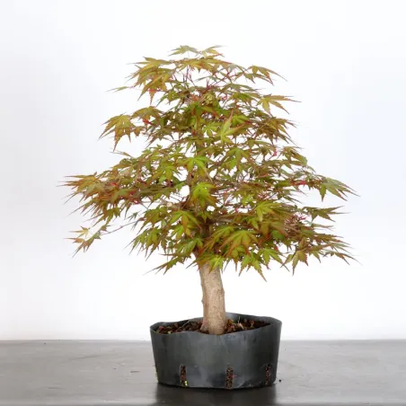 Japanese maple "acer palmatum" 3-13