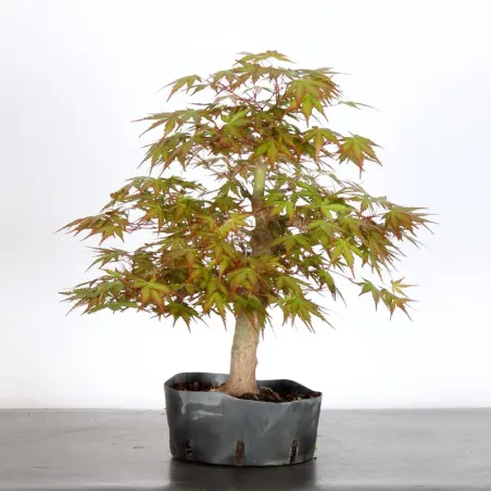 image supplémentaire - Japanese maple "acer...