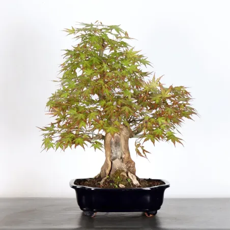 JAPANESE MAPLE "ACER PALMATUM" 1-22 (Pot chipped)