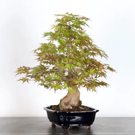 image supplémentaire - JAPANESE MAPLE "ACER...