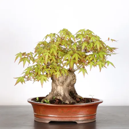 JAPANESE MAPLE "ACER PALMATUM" 5-8