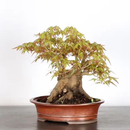 image supplémentaire - ERABLE DU JAPON "ACER...