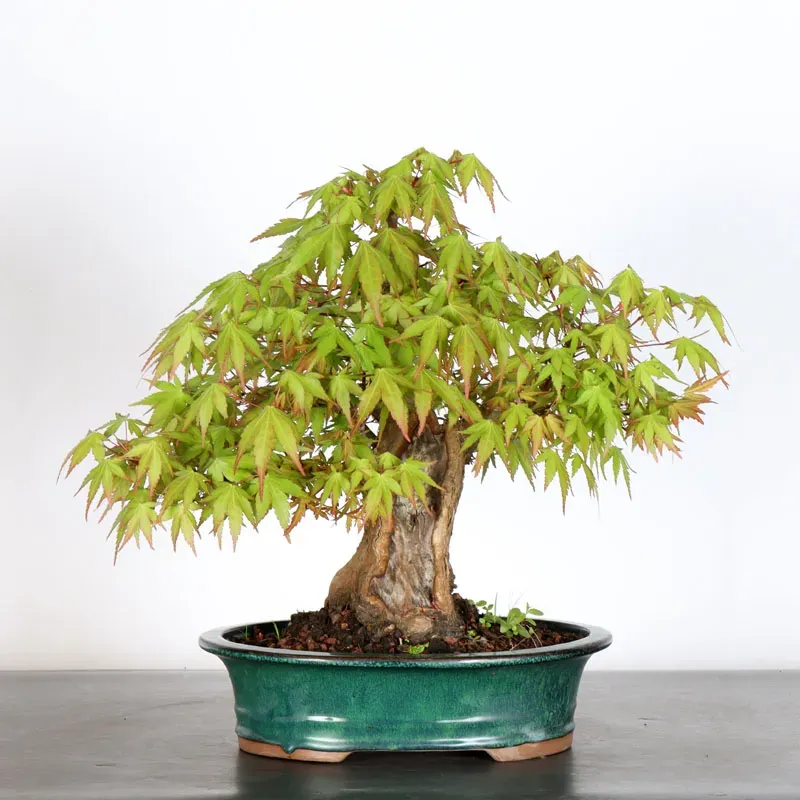 ERABLE DU JAPON "ACER PALMATUM" 5-14