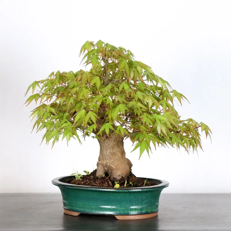 image supplémentaire - ERABLE DU JAPON "ACER...