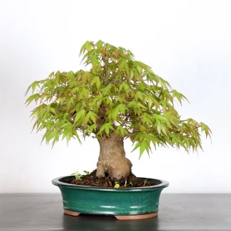 image supplémentaire - ERABLE DU JAPON "ACER...