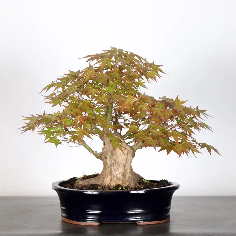Bonsai Acer palmatum AP-2-14