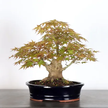 image supplémentaire - ERABLE DU JAPON "ACER...