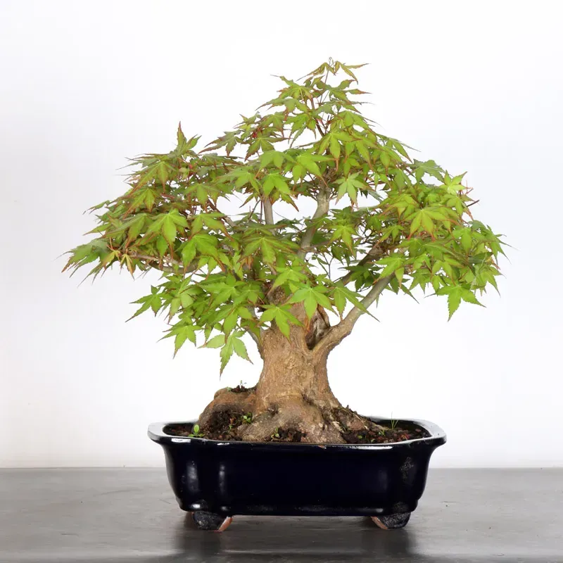 ERABLE DU JAPON "ACER PALMATUM" 2-24