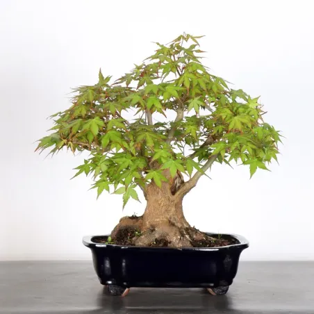 ERABLE DU JAPON "ACER PALMATUM" 2-24