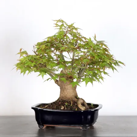 image supplémentaire - JAPANESE MAPLE "ACER...