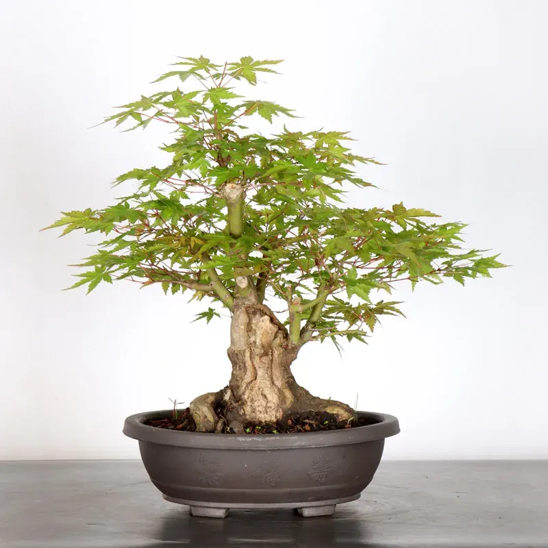 Bonsai Acer Palmatum AP-2-19
