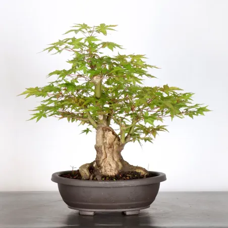 Bonsai Acer Palmatum AP-2-19