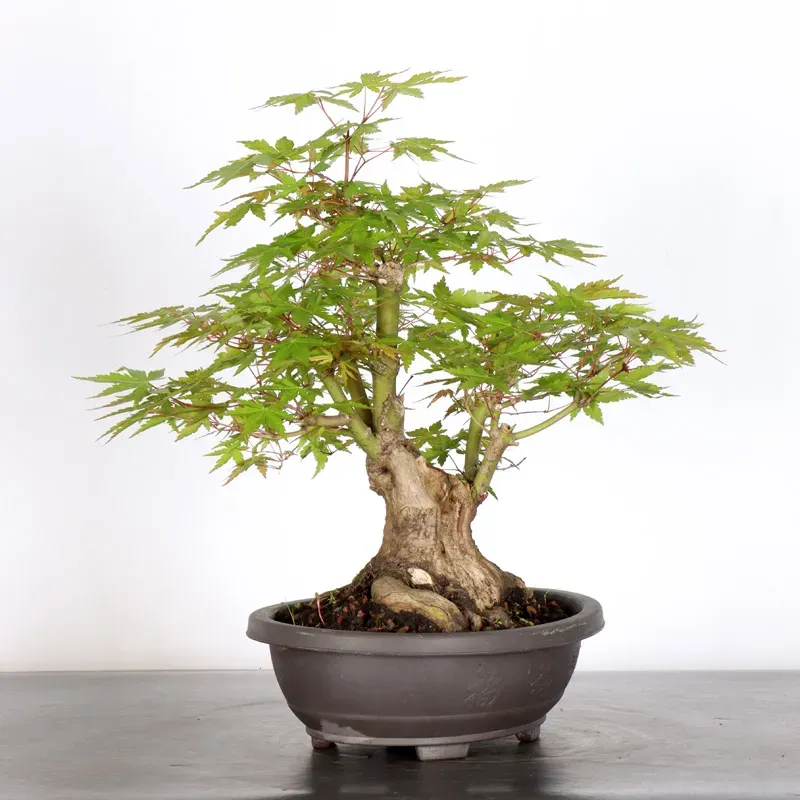 image supplémentaire - ERABLE DU JAPON "ACER...