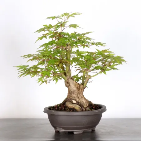 image supplémentaire - ERABLE DU JAPON "ACER...