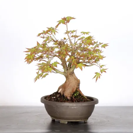 image supplémentaire - ERABLE DU JAPON "ACER...