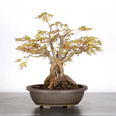 Bonsai Acer Palmatum AP-3-6