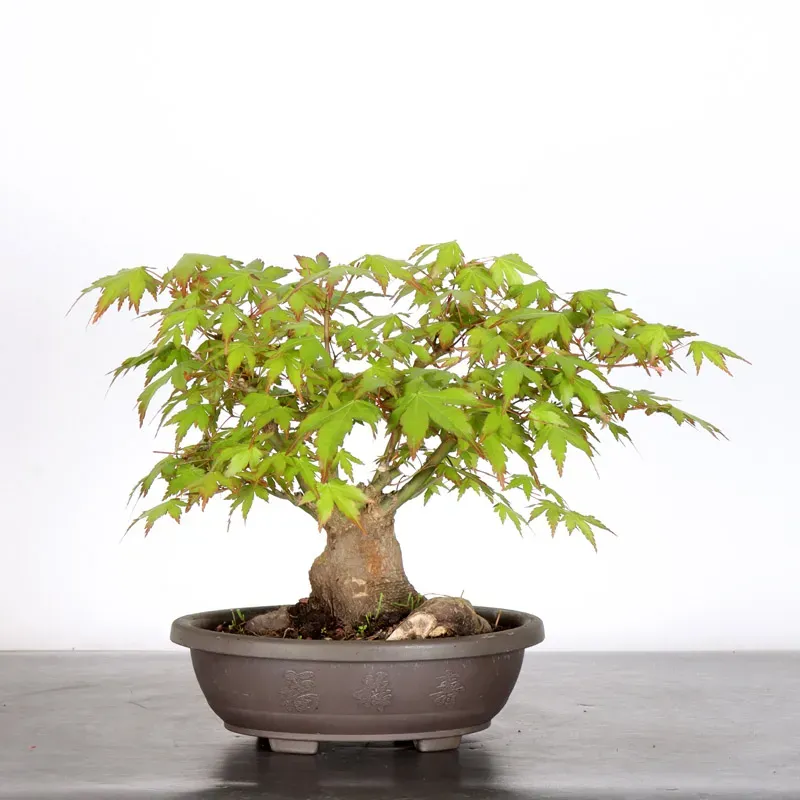 Bonsai Acer Palmatum AP-4-1