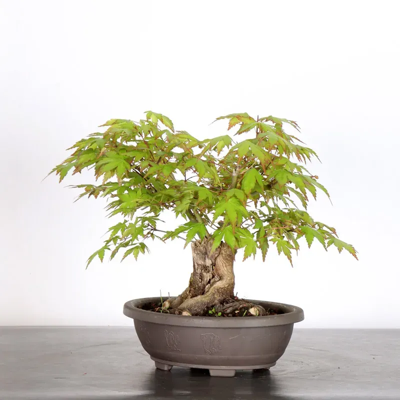 image supplémentaire - JAPANESE MAPLE "ACER...