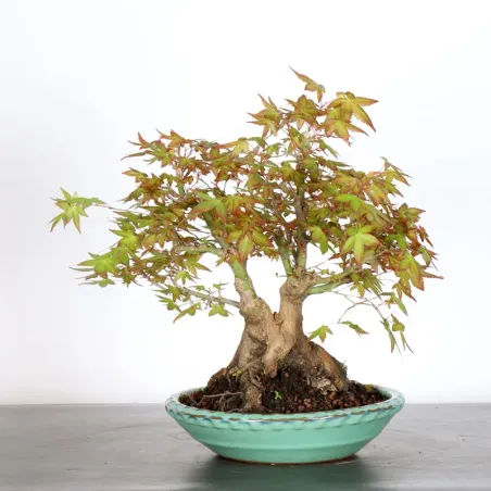 ERABLE DU JAPON "ACER PALMATUM" 3-14