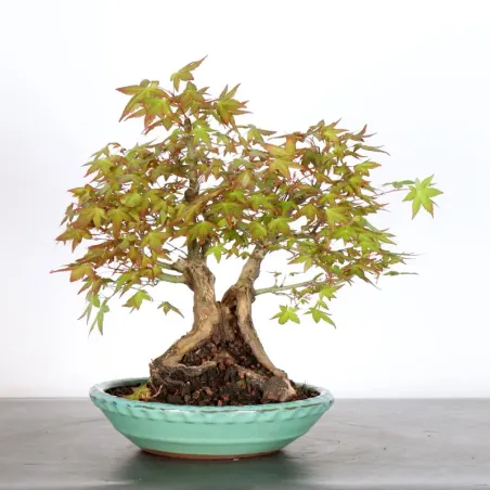 image supplémentaire - JAPANESE MAPLE "ACER...