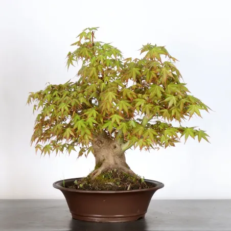 JAPANESE MAPLE "ACER PALMATUM" 1-23