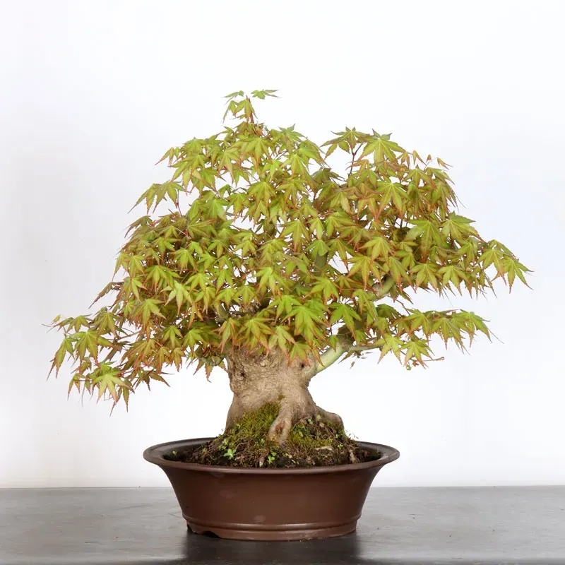 image supplémentaire - ERABLE DU JAPON "ACER...