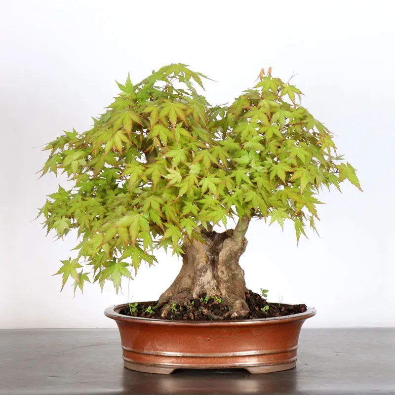 Bonsai Acer Palmatum AP-2-7