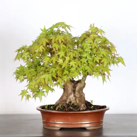 Bonsai Acer Palmatum AP-2-7